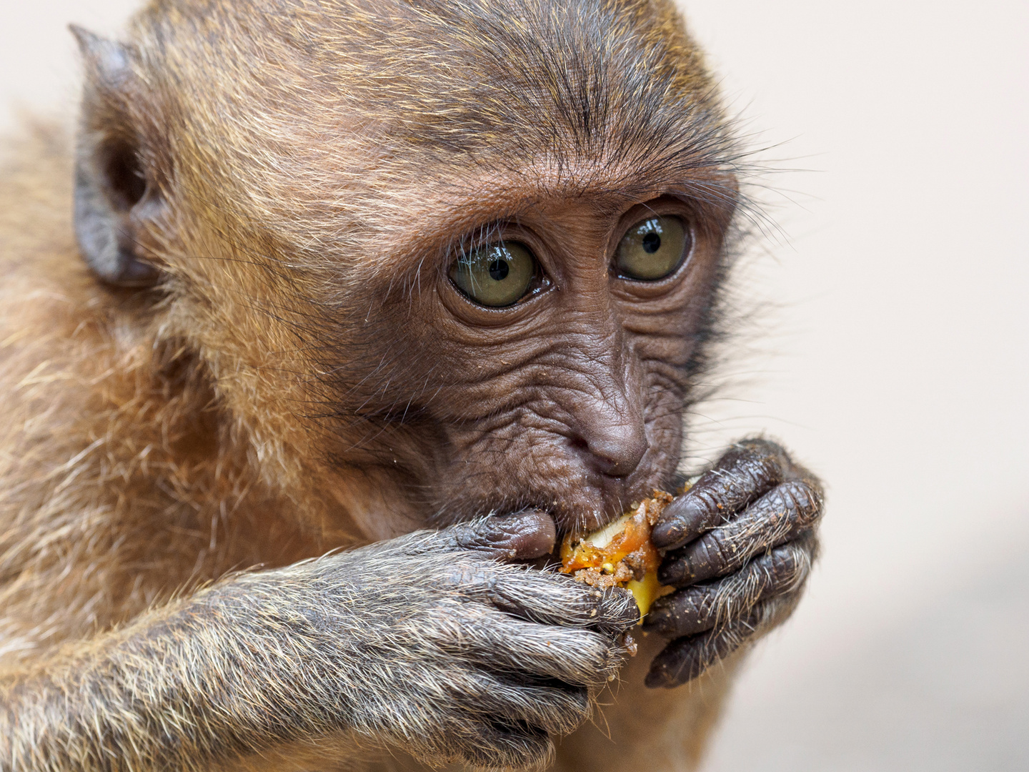 Macaca fascicularis 2