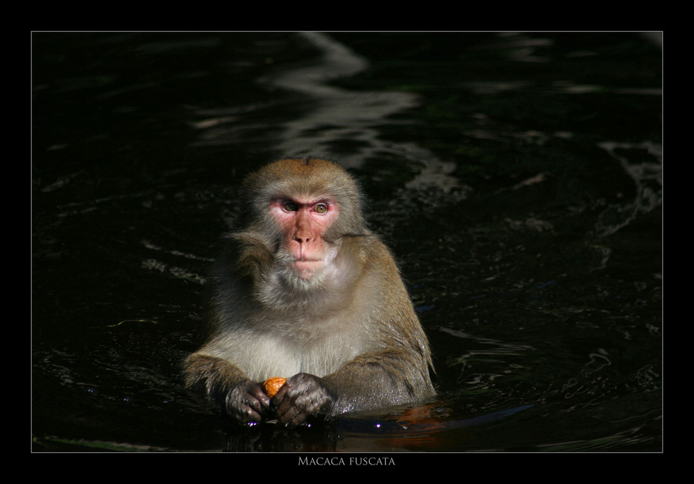 Macaca fuscata