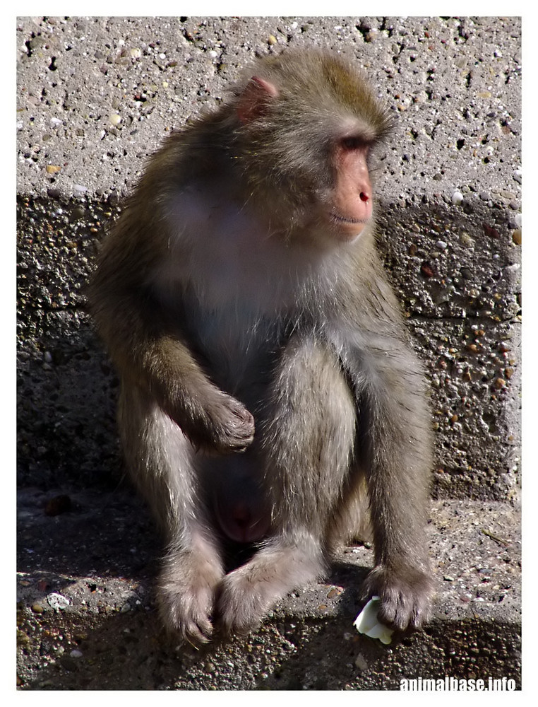 Macaca fuscata - Japanmakak ll