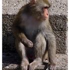 Macaca fuscata - Japanmakak ll