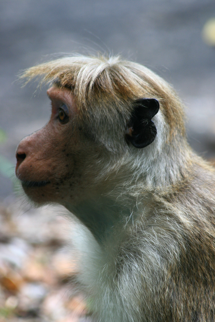 Macaca - Sri Lanka