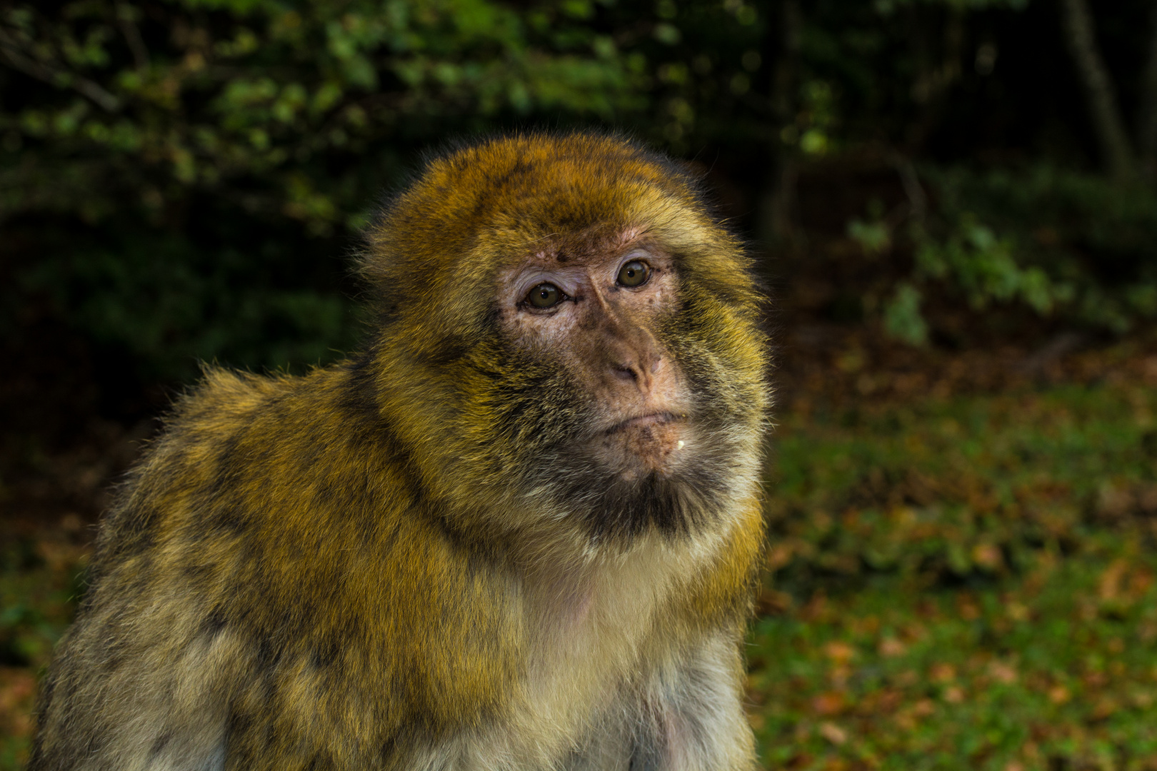 Macaca sylvanus