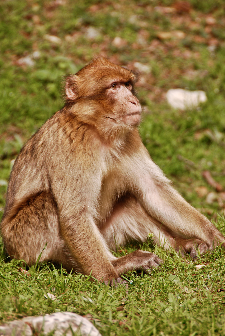 Macaca sylvanus