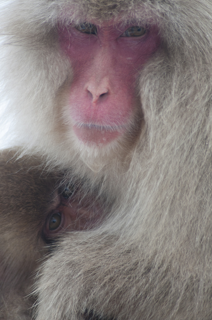 Macachi