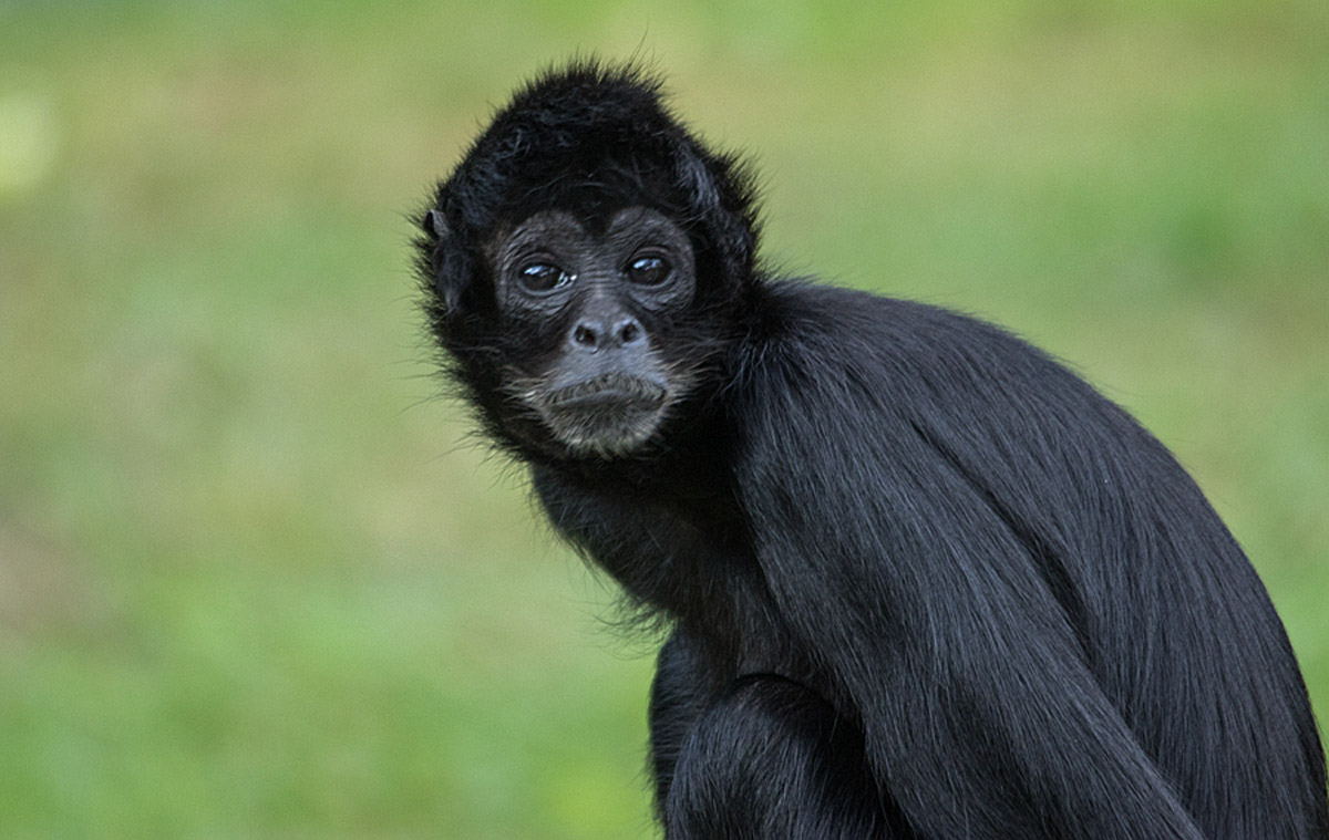 Macaco aranha da Colômbia