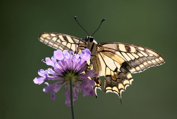 Macaone controluce   Agosto 2025