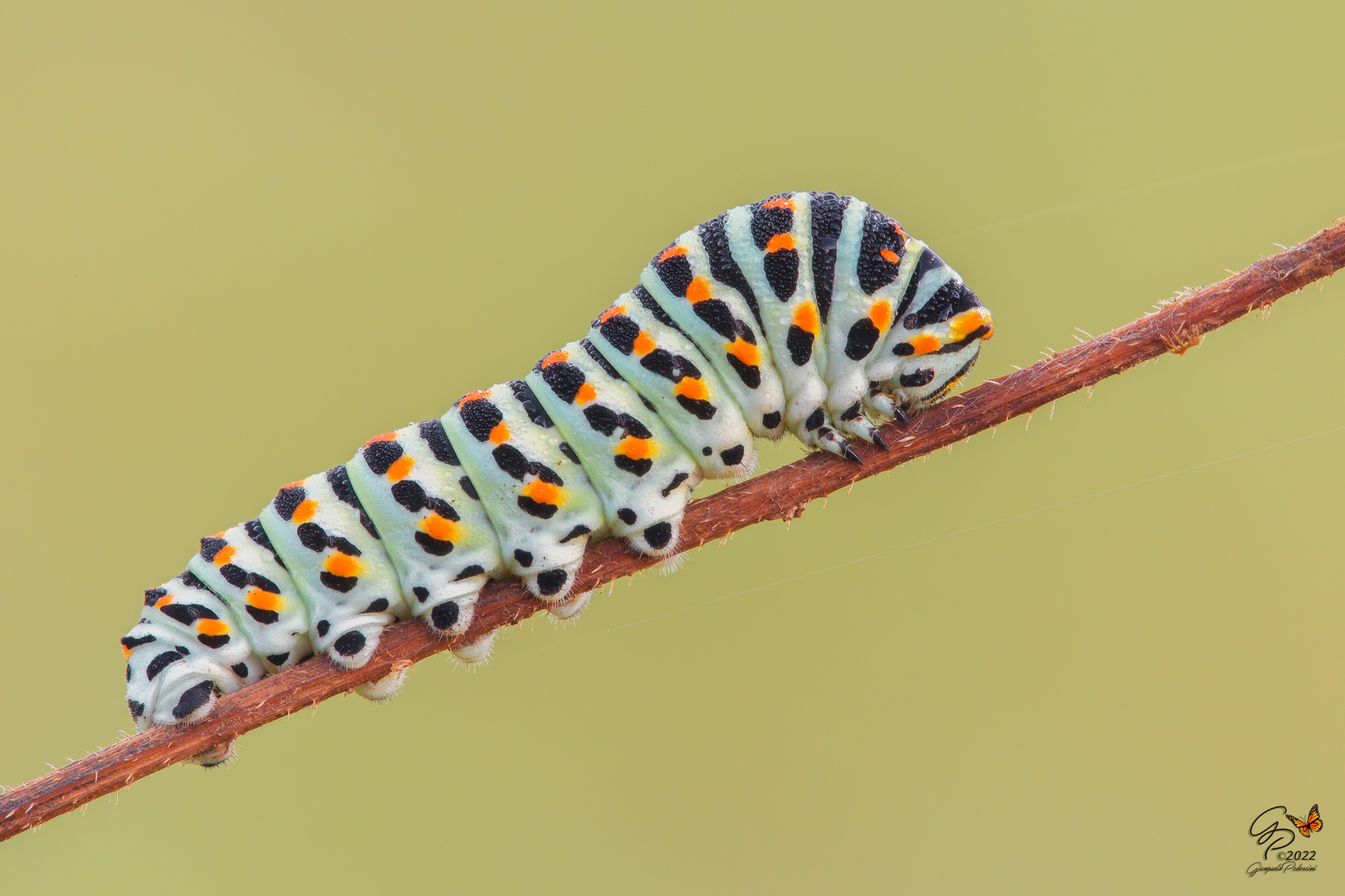 Macaone (larva)