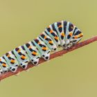 Macaone (larva)