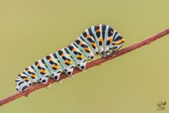 Macaone (larva)