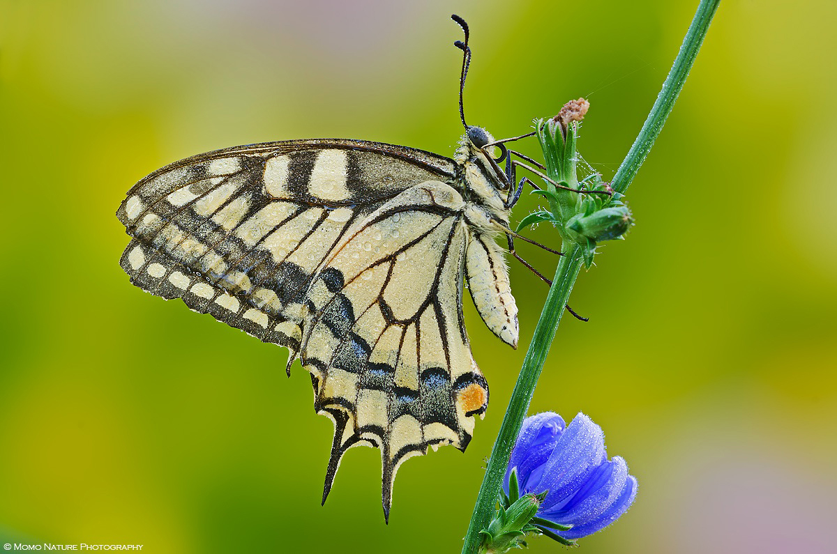 Macaone (Papilio Machaon)