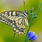 Macaone (Papilio Machaon)