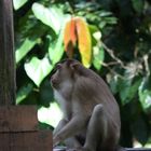 Macaque