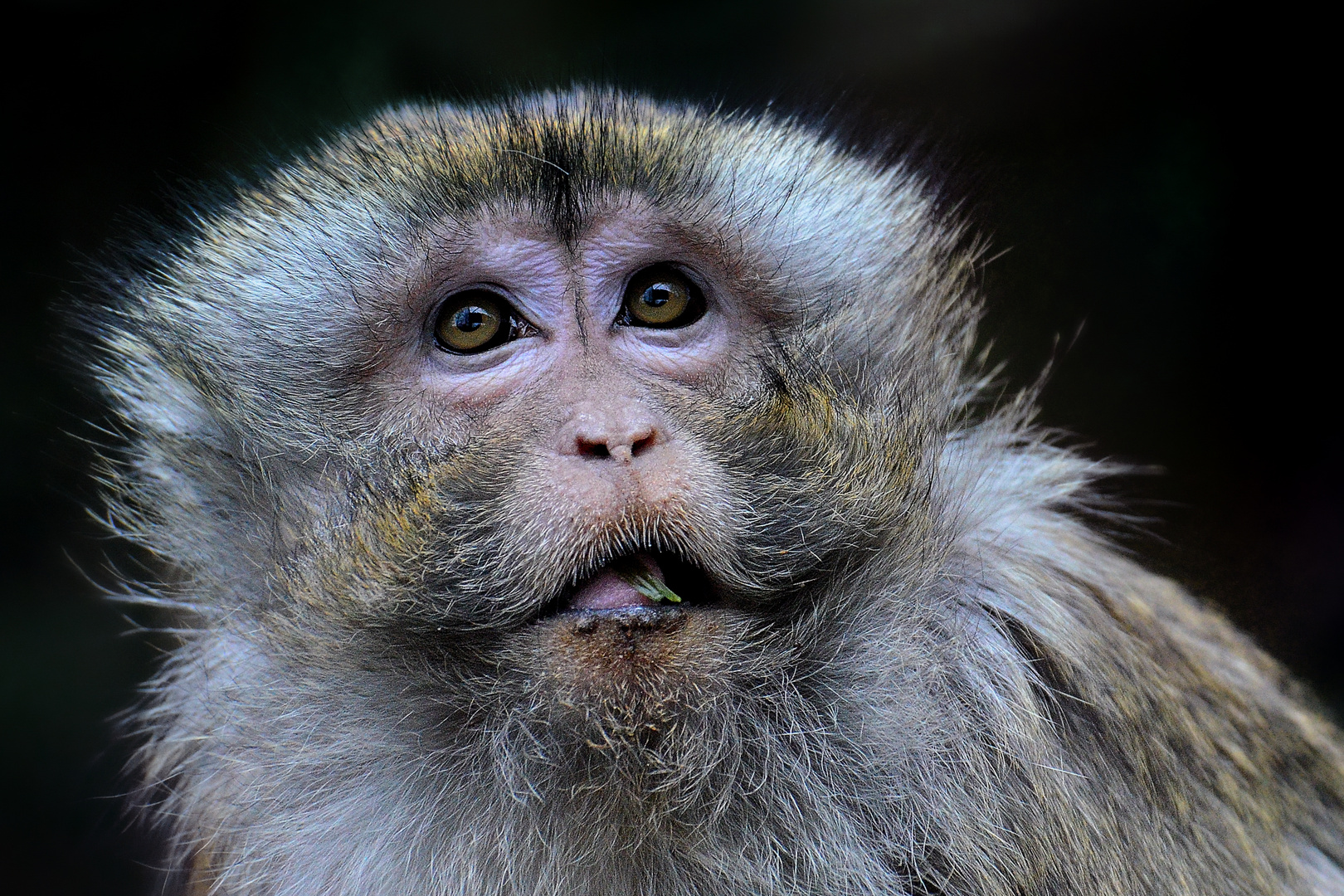 Macaque crabier