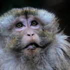 Macaque crabier