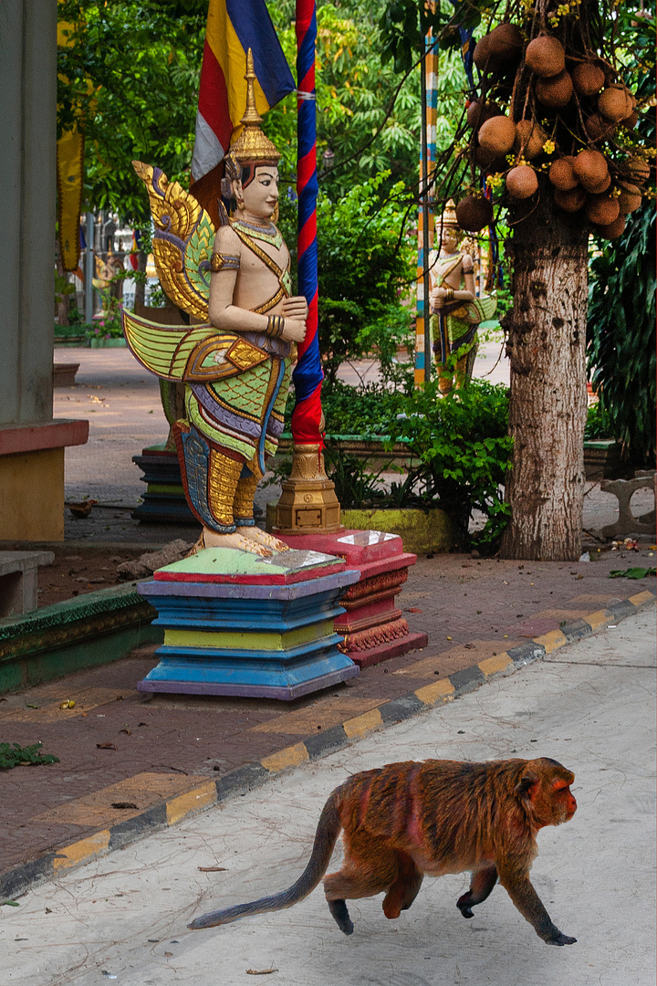 Macaque in Wat Prachum Sako