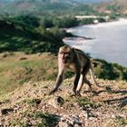 Macaque monkey