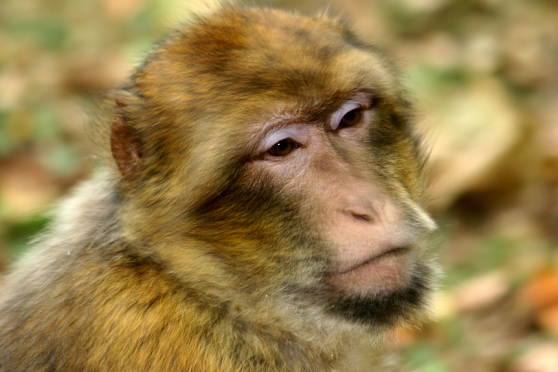 Macaque triste