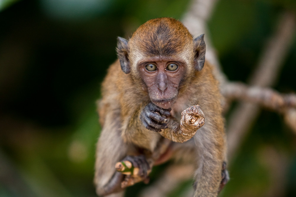 Macaques 3