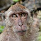 Macaques 5