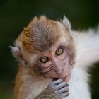 Macaques 6