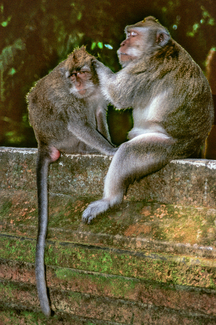 Macaques delouse on each other