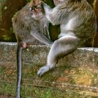 Macaques delouse on each other