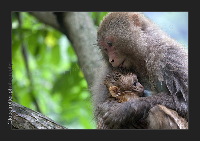 Macaques