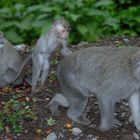 Macaques everywhere on Bali