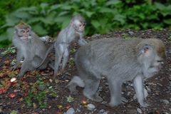 Macaques everywhere on Bali