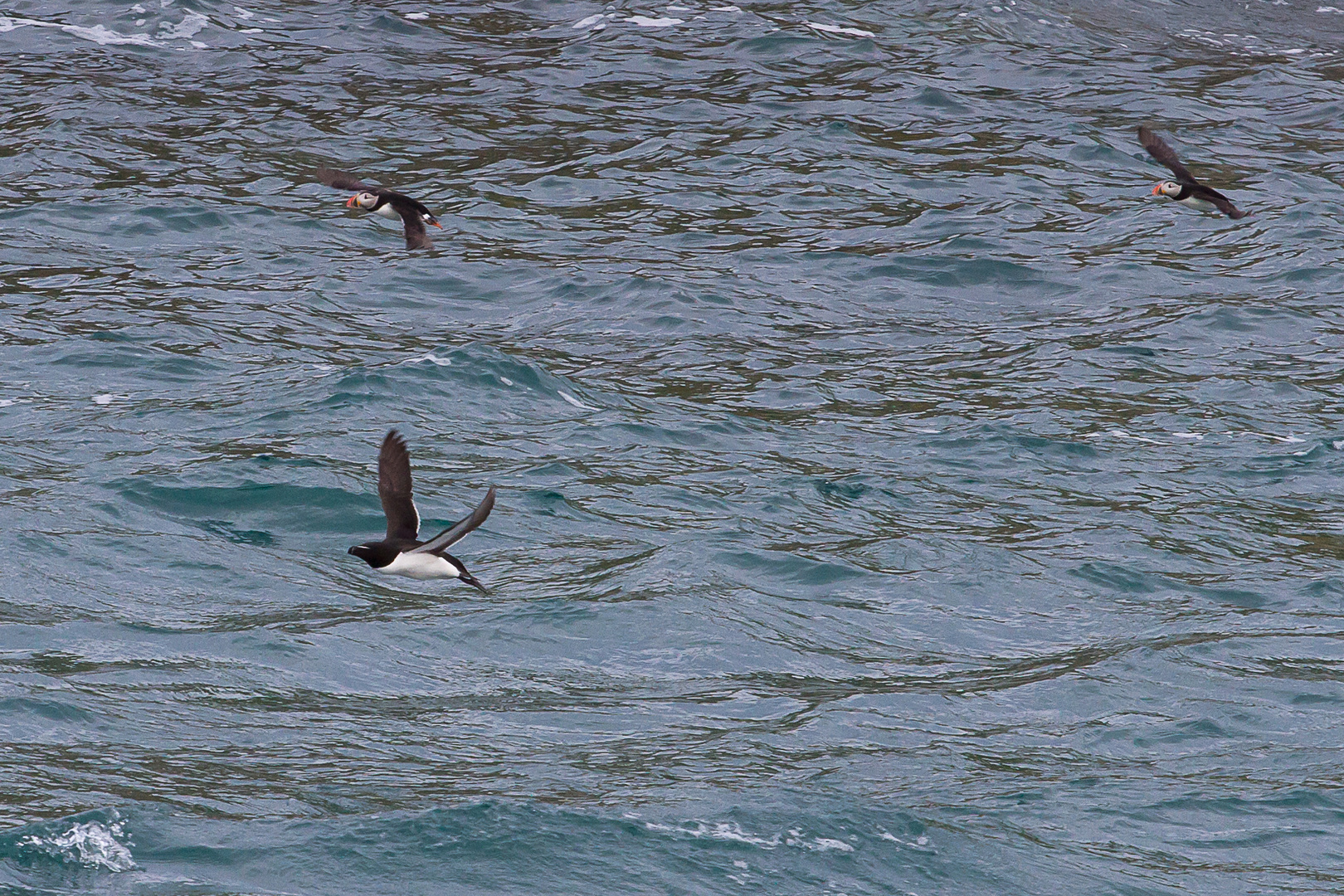 Macareux et pingouin torda (7-Iles)