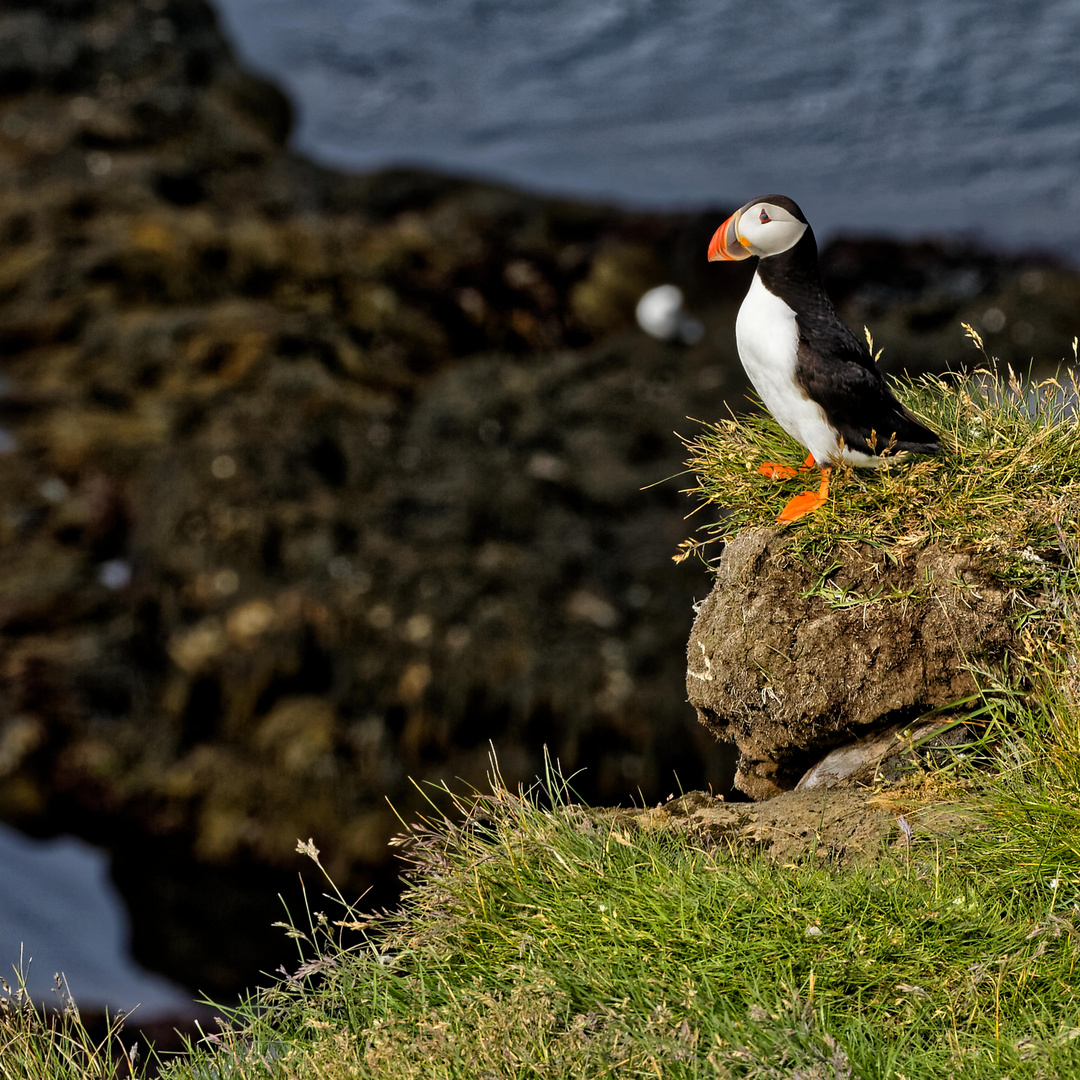 Macareux moine des Iles Westmann.