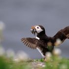 Macareux moine - Iles Farnes