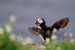 Macareux moine - Iles Farnes