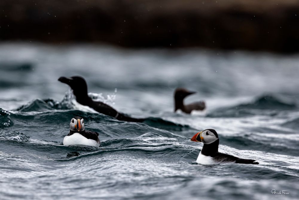 macareux moines et pingouin torda