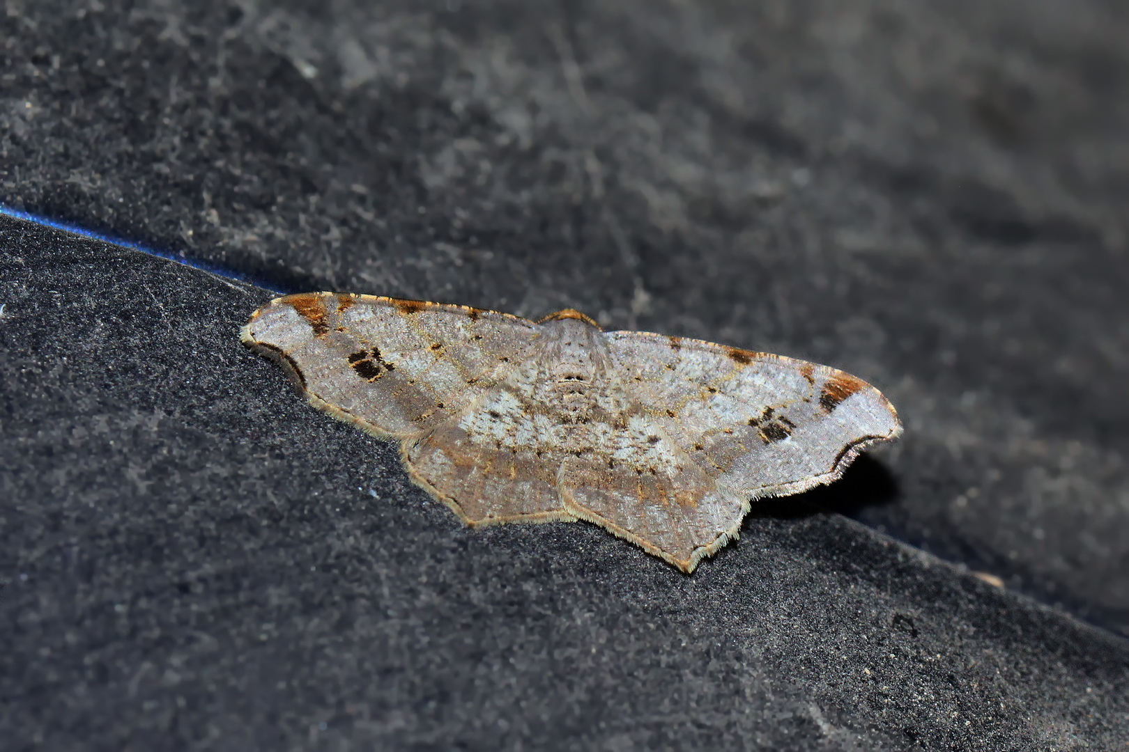 Macaria alternata