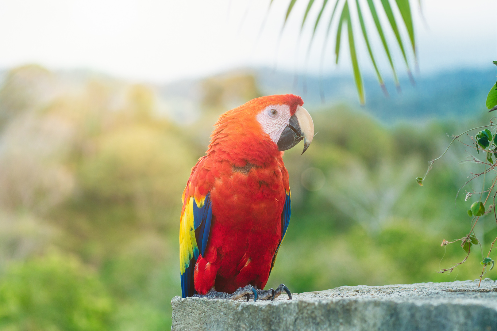 Macau Scharlachara (Arakanga) Papagei - Kolumbien
