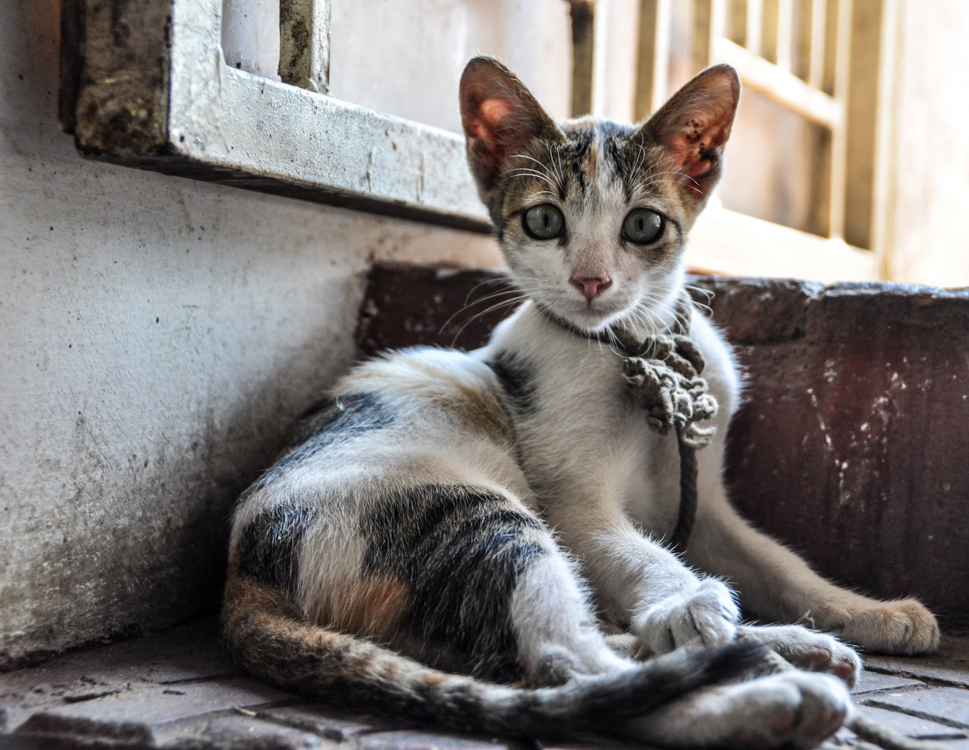 Macavity in Mumbai