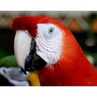 macaw