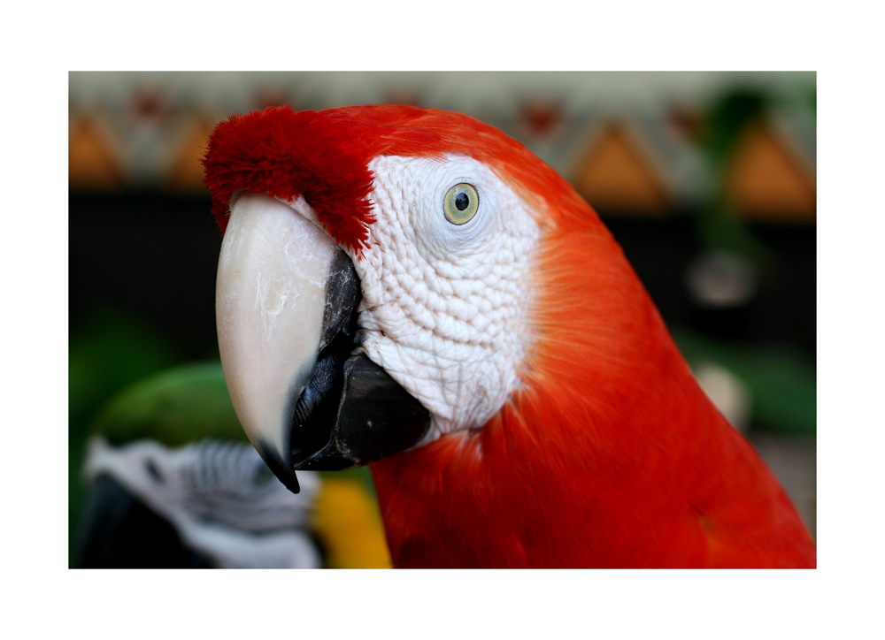 macaw