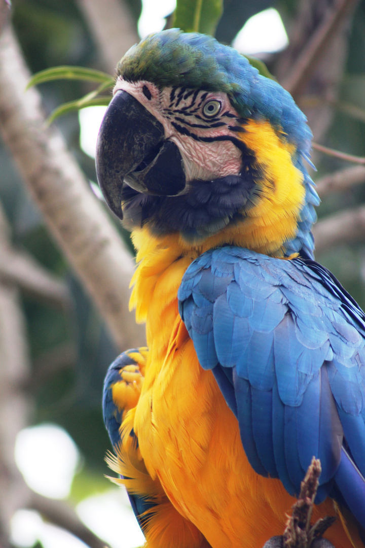 Macaw