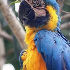 Macaw