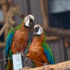 Macaw 