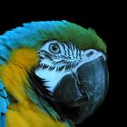 Macaw (Ara) im Aquarium South Carolina