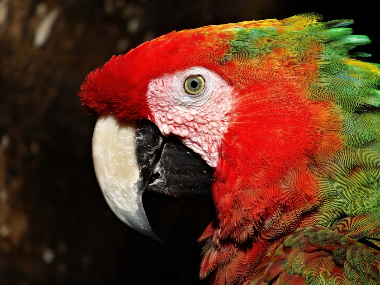 Macaw