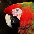 Macaw