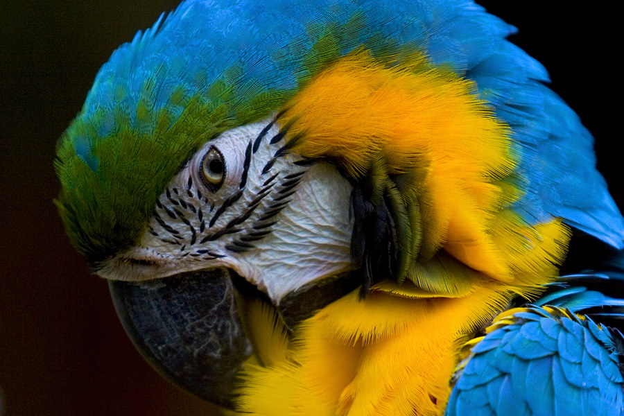 Macaw Detail