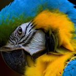 Macaw Detail