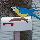 Macaw mailbox