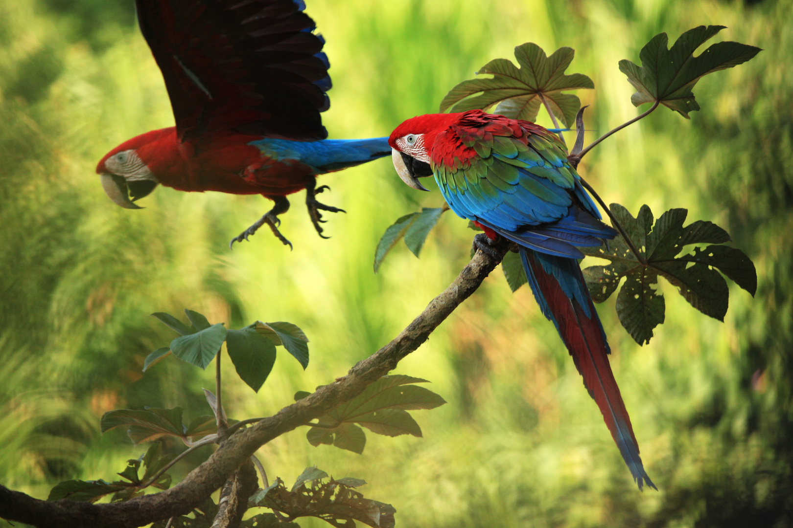 Macaw - Peruvian Amazonas