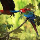 Macaw - Peruvian Amazonas